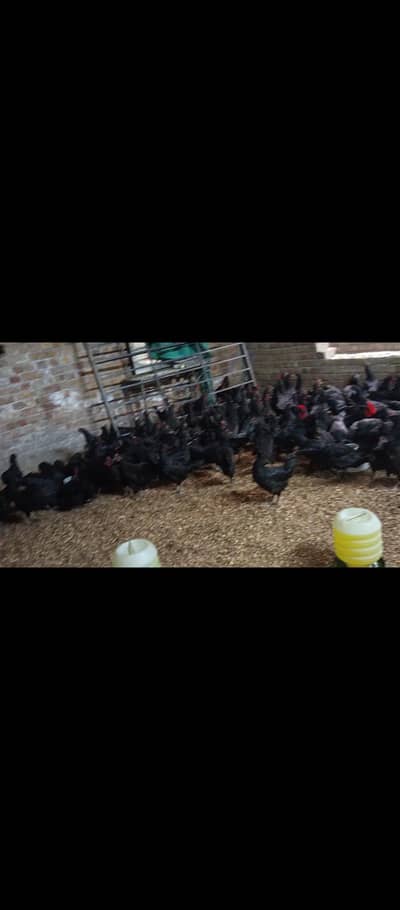 black australorp for sale