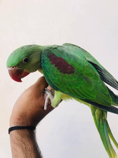 raw parrot pathy