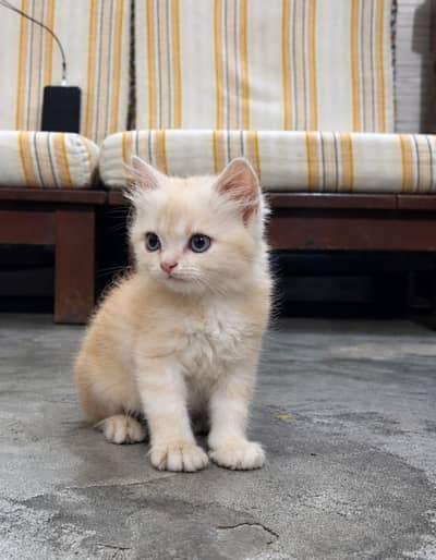 kitten for sale