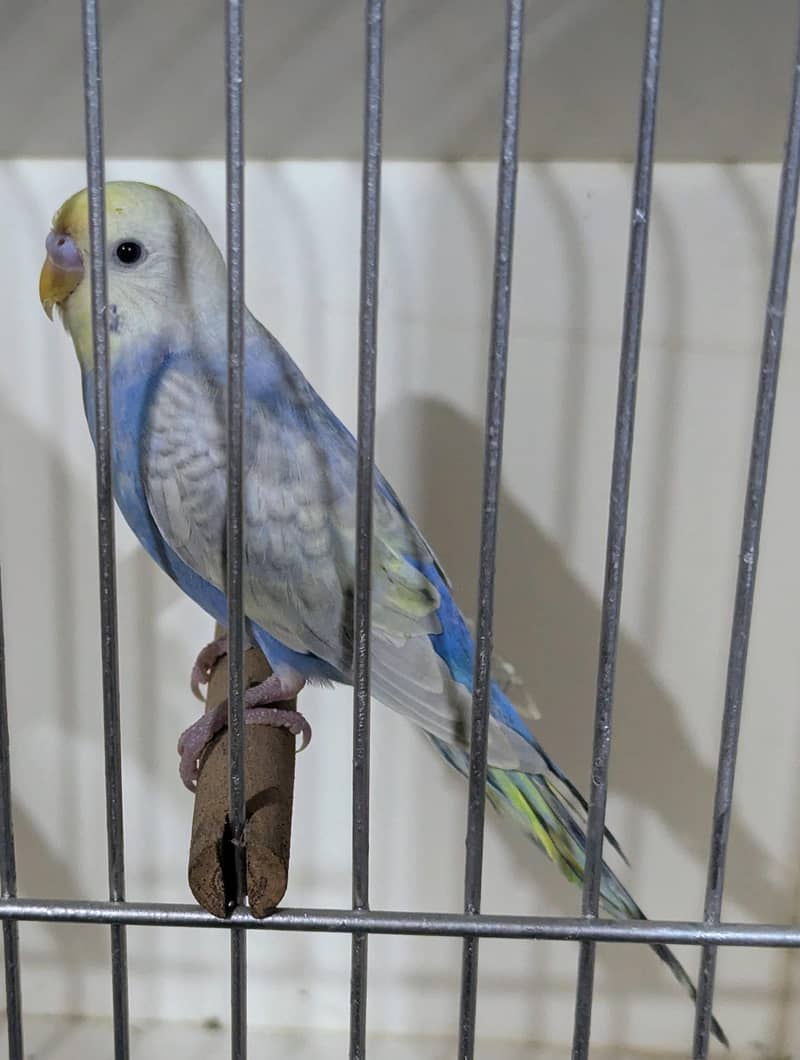 quality Rainbow bird 1