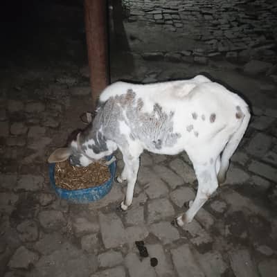 cow for sale with 2month baby female
