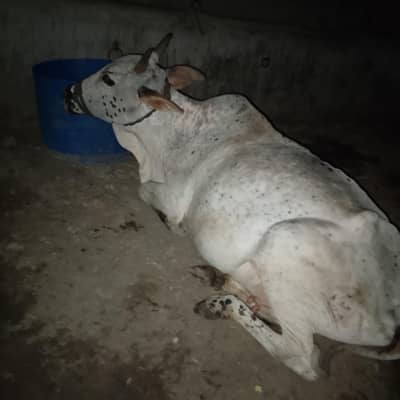 cow for sale only cow