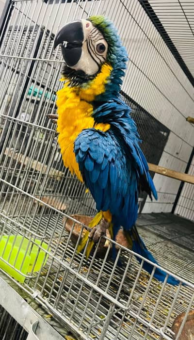 Blue Gold And Green wing
