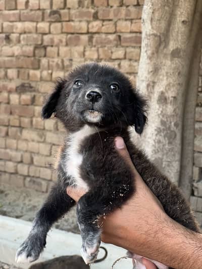 Black pista dog wattsaap numbers 03124270561
