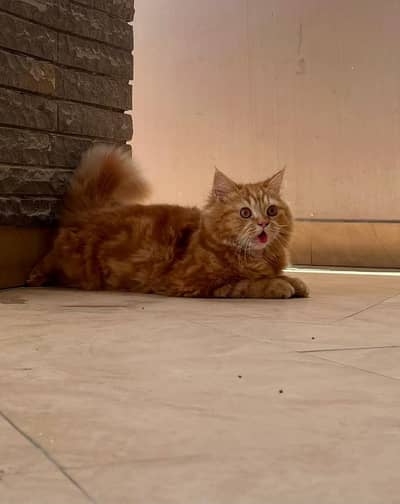 PERSIAN CAT TRAINED