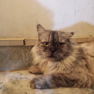cat for sale Persian vaccinated