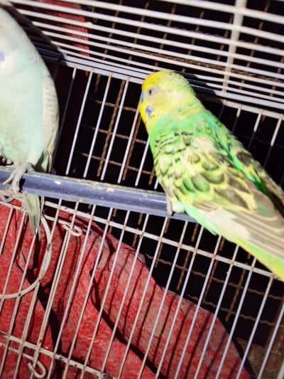Australia badgies breeder pair available