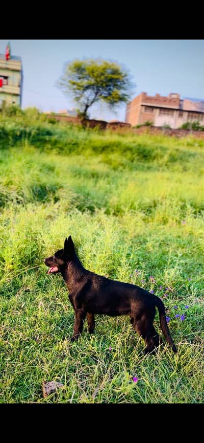German Shepherd