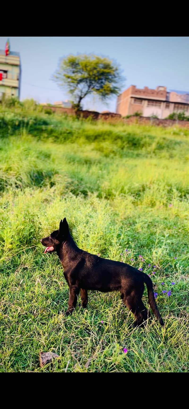 German Shepherd 0