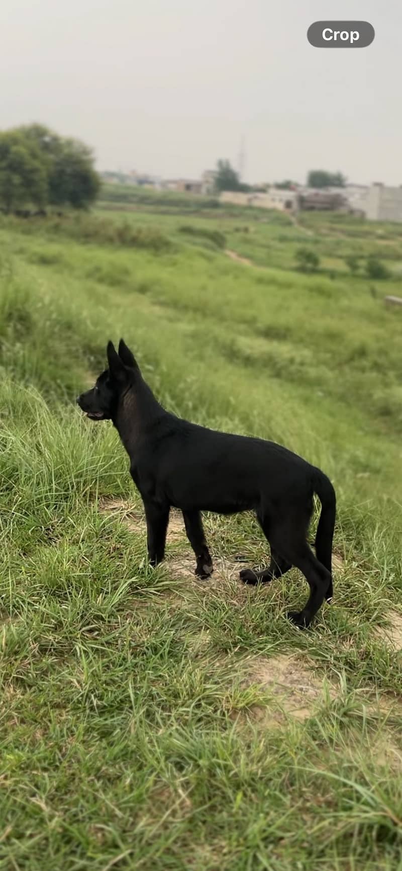 German Shepherd 1