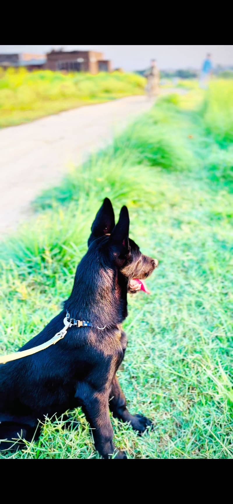 German Shepherd 2