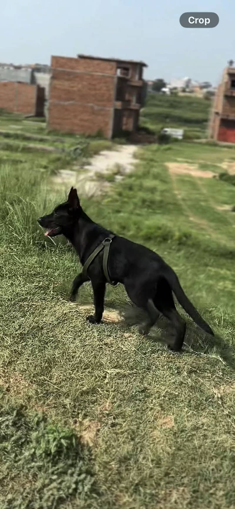 German Shepherd 3