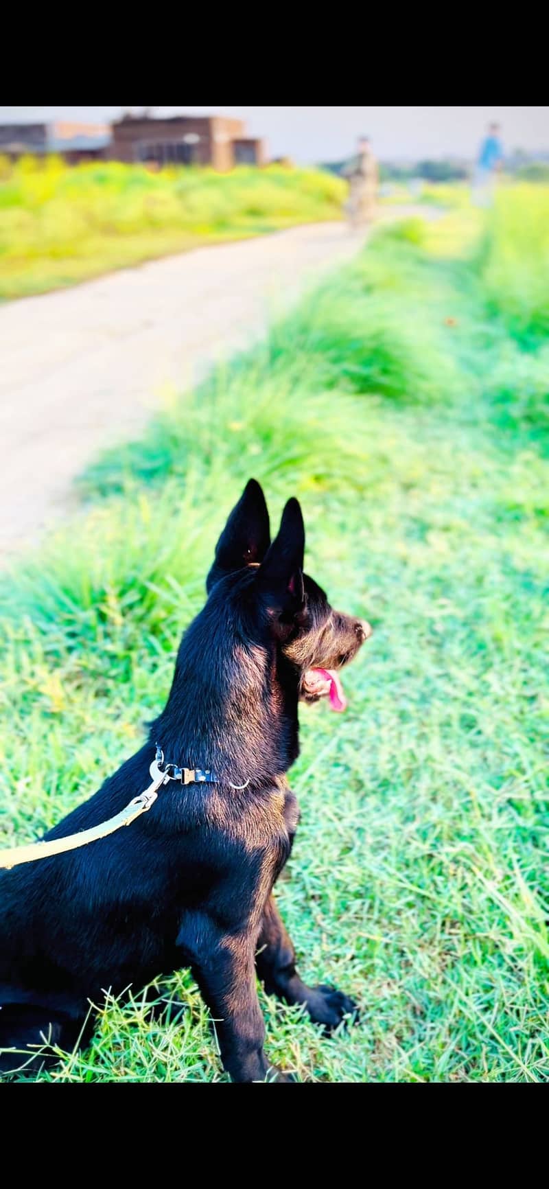 German Shepherd 4