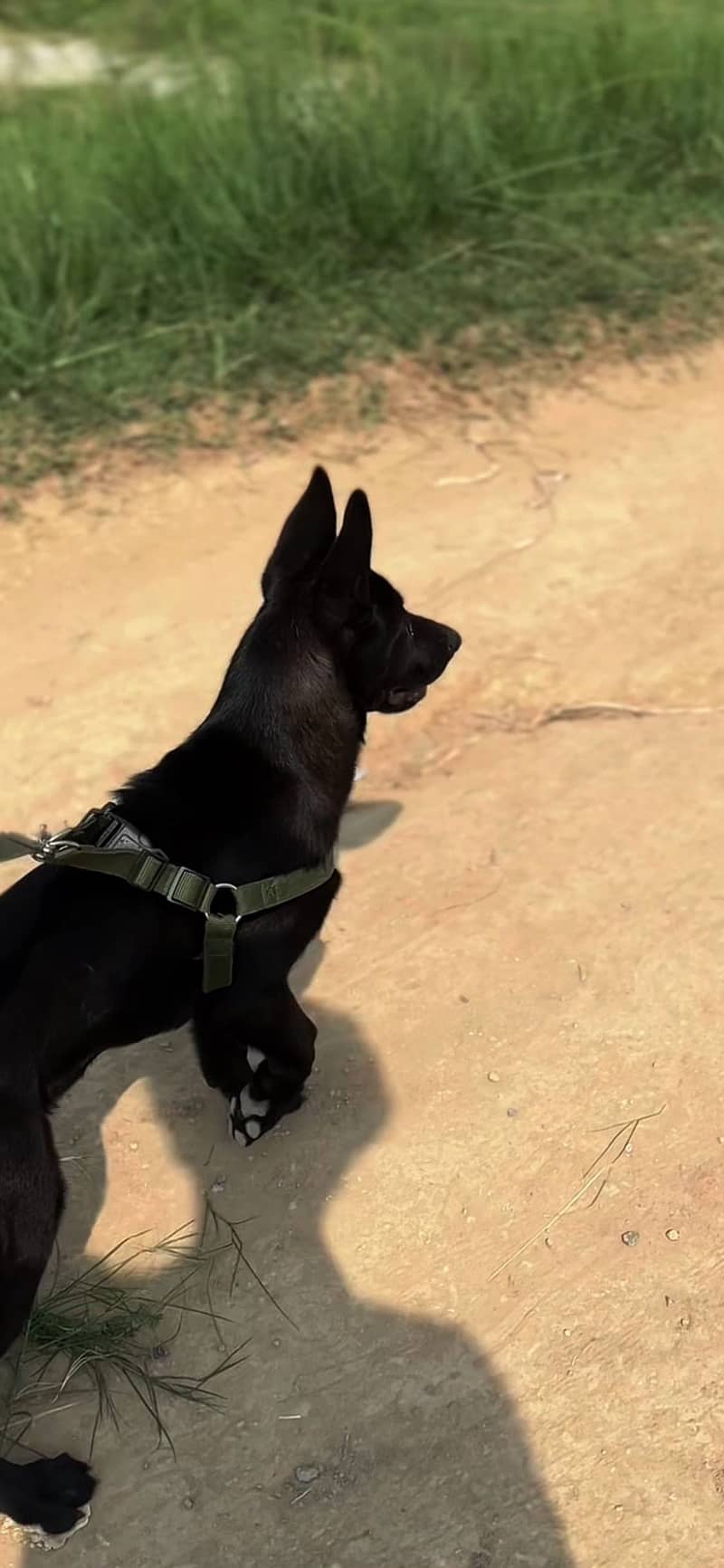 German Shepherd 5