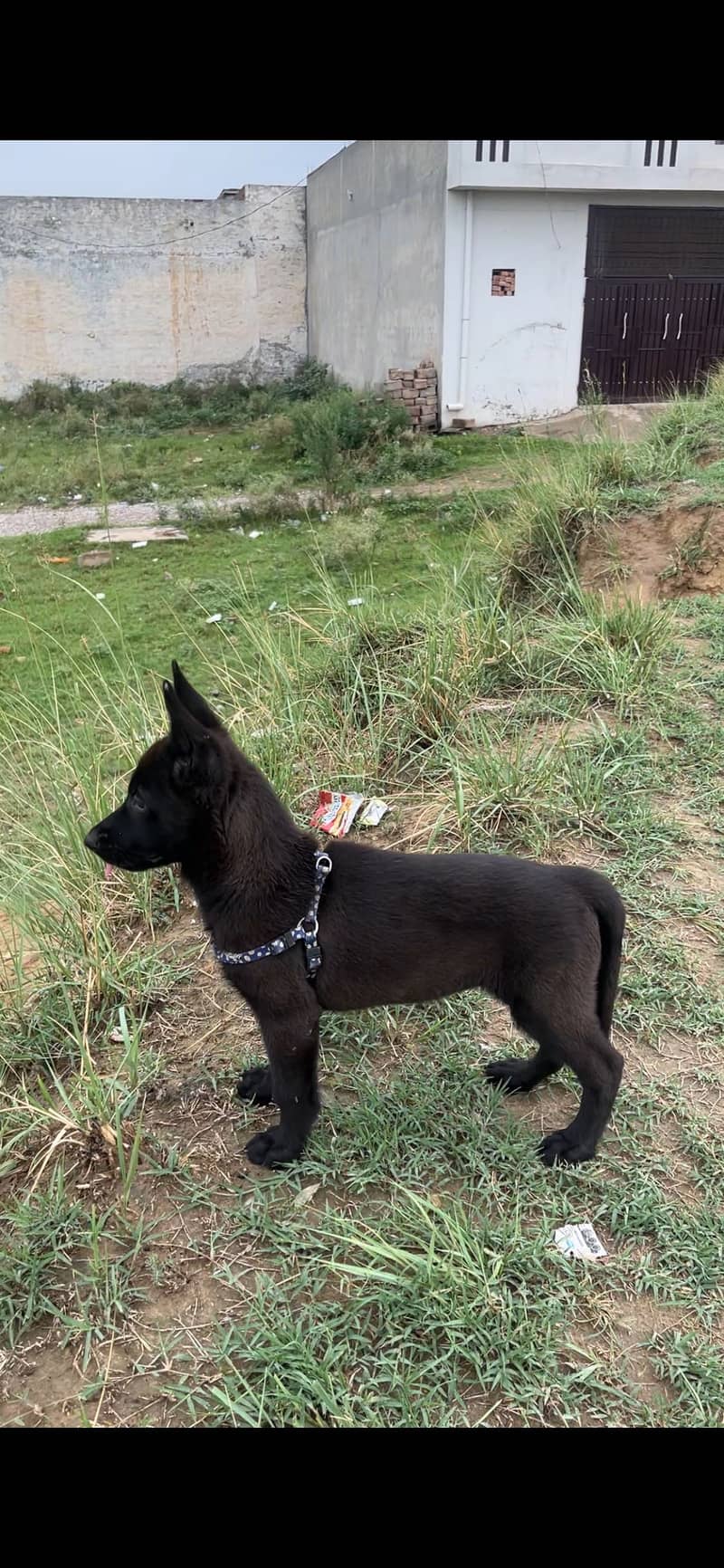 German Shepherd 6