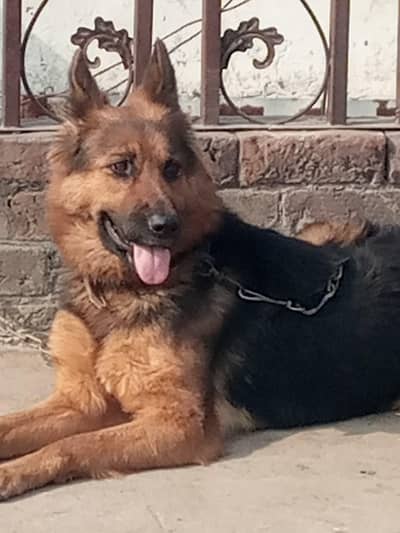 German shepherd. healthy ,active and friendly with family