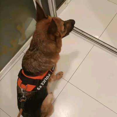 Female doge for sale