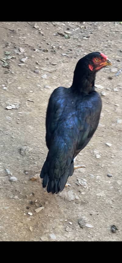 Pure black mushki Maddi Lasanai mushki