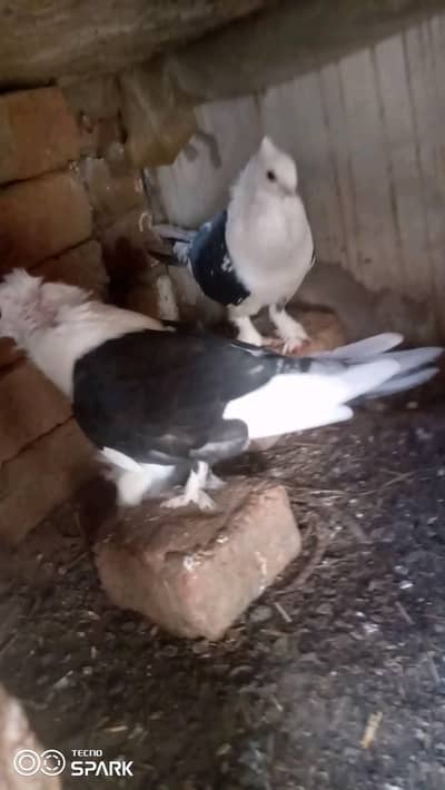 black cherry santinat male for sale