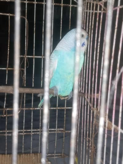 australian bugie age 6 months