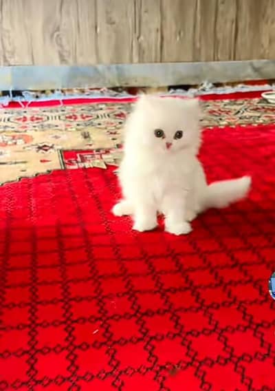 Persian kitten triple cot. for sale WhatsApp my 03476326175