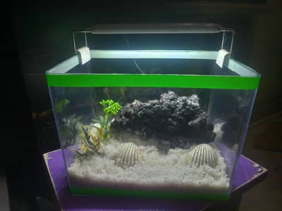 Premium Mini Aquarium Complete Setup