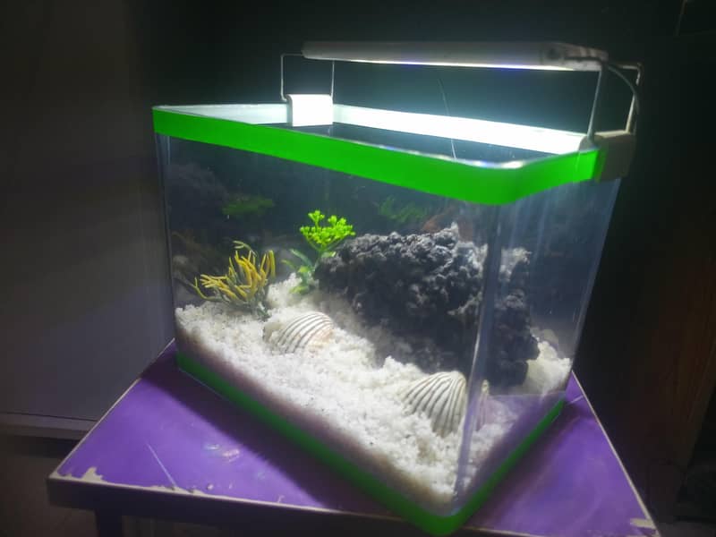 Premium Mini Aquarium Complete Setup 2
