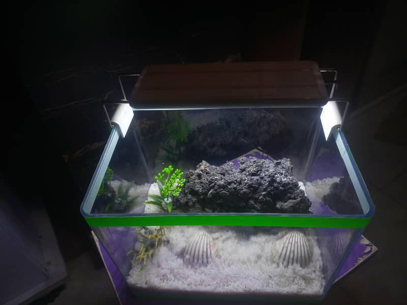 Premium Mini Aquarium Complete Setup 4