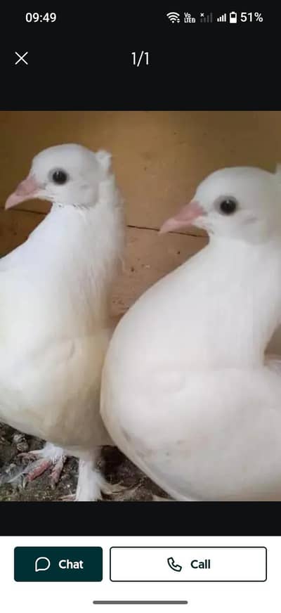 lucky pigeon Ka pair beachy h aur khud kahata h Dana