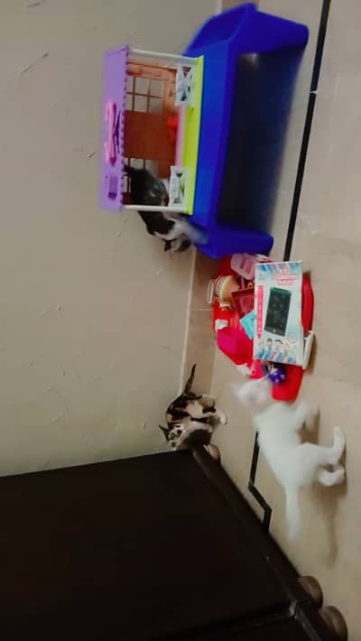 Khaomani Thailand breed 1.5 month old kitten available for sale
