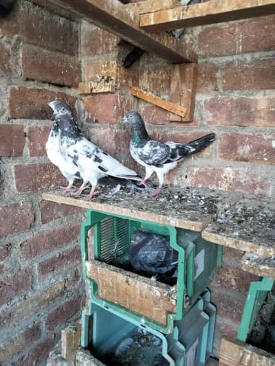 pigeons for sale
