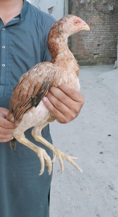 aseel pathy pathiyan for sale