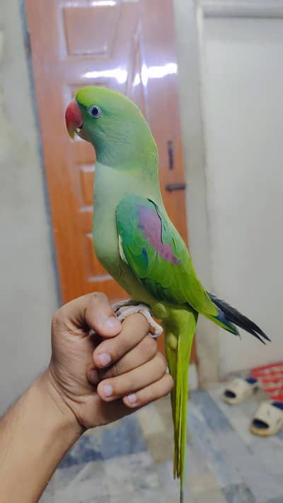 Alexandrine female parrot