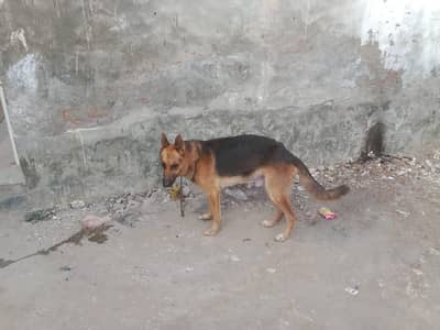 Dog saller