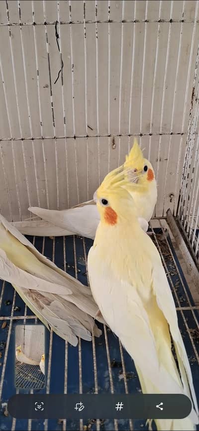 COCATIEL BIRDS