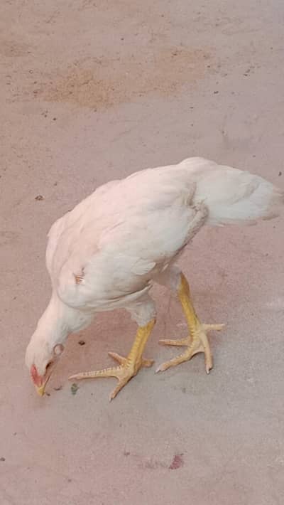 pure Heera Aseel pattha Pair or shamo female for sel