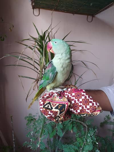 pahari parrot male