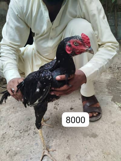 aseel lasani home breed