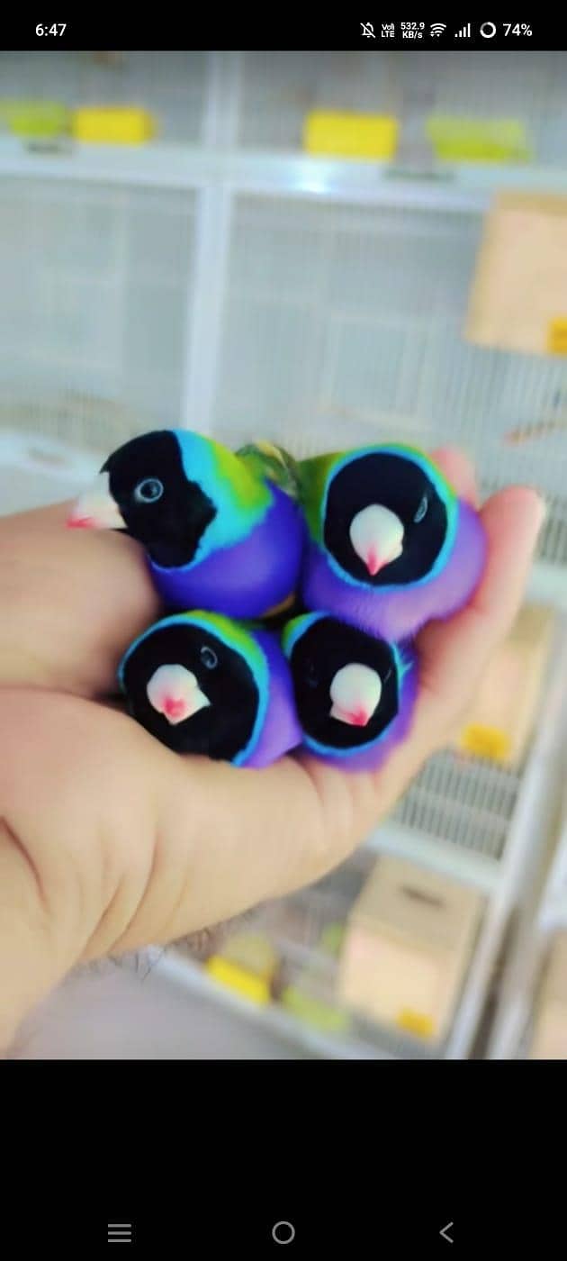 full setup  gouldian Java finches 8