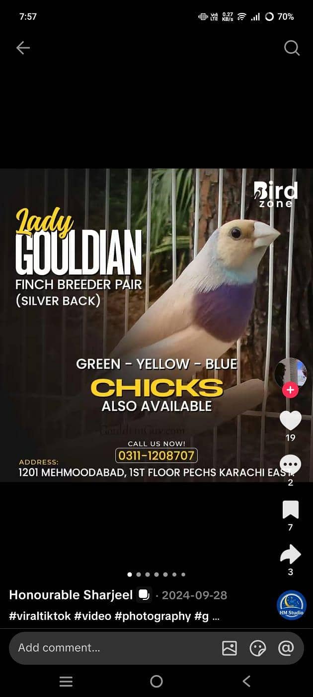 full setup  gouldian Java finches 9