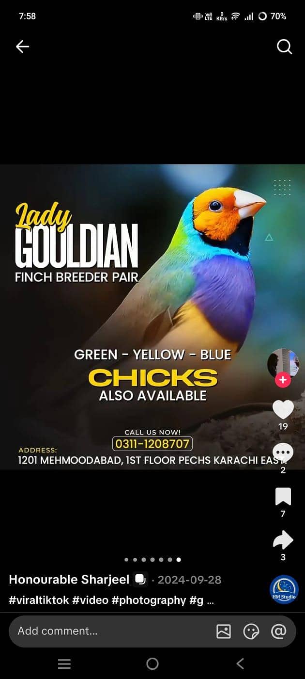 full setup  gouldian Java finches 10