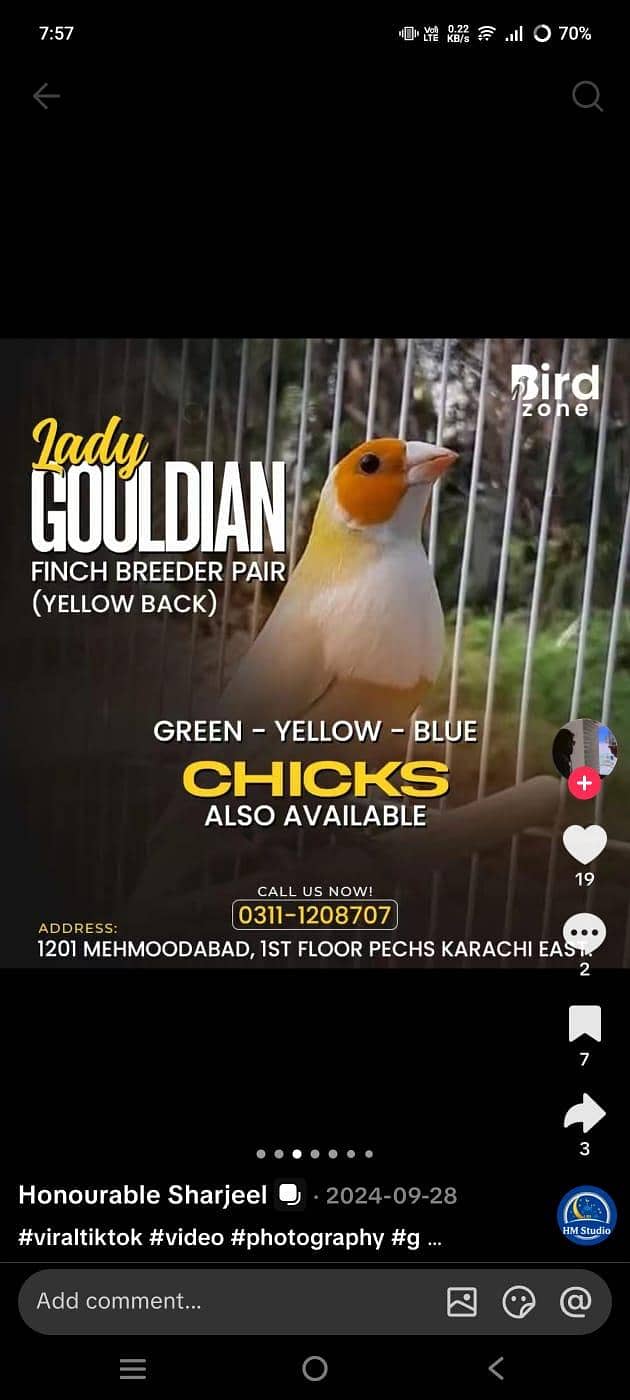 full setup  gouldian Java finches 11