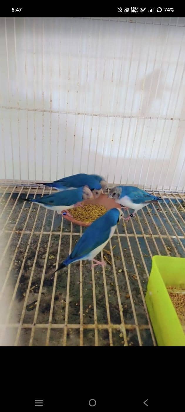 full setup  gouldian Java finches 12