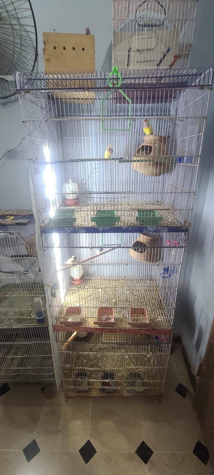 full setup  gouldian Java finches 13