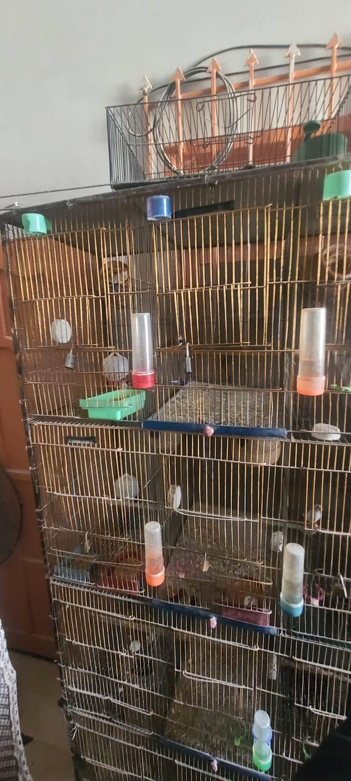 full setup  gouldian Java finches 14