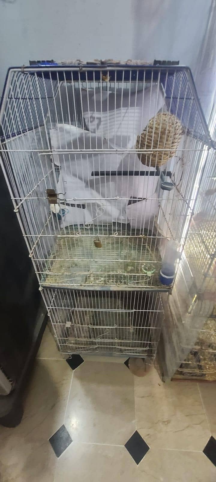 full setup  gouldian Java finches 15