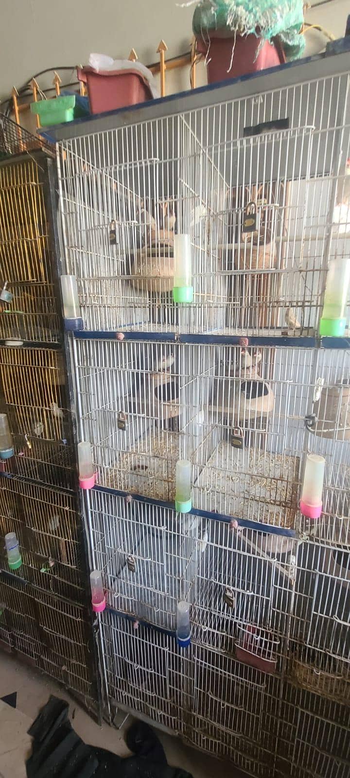 full setup  gouldian Java finches 16