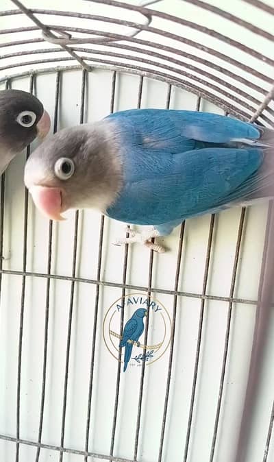 Love birds breeder piar