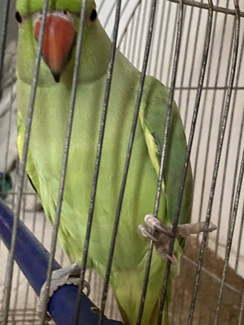 Ringneck 0