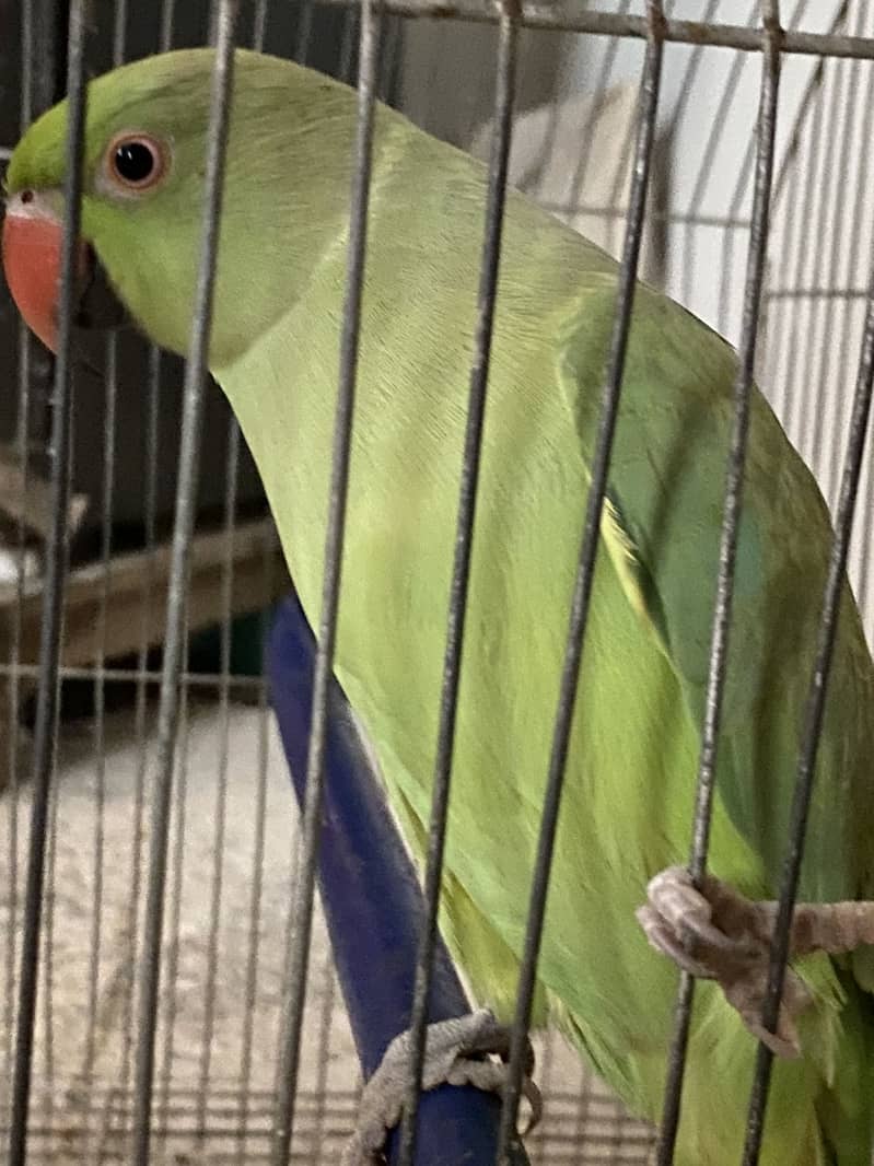 Ringneck 1